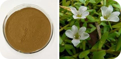 Bacopa Monnieri Extract Powder Bacopa Monnieri Extract Powder